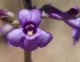 Penstemon fendleri image