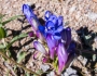 Penstemon glaber image