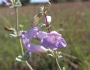 Penstemon grandiflorus image
