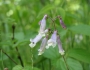 Penstemon hirsutus image