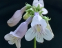 Penstemon laevigatus image