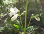 Penstemon multiflorus image