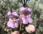 Penstemon palmeri image