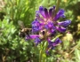 Penstemon rydbergii image