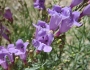 Penstemon sepalulus image