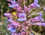 Penstemon spectabilis image