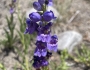 Penstemon strictus image