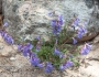 Penstemon virens image