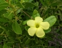 Pentalinon luteum image