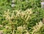 Penthorum sedoides image