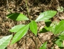 Persea palustris image