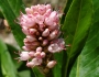 Persicaria amphibia image