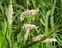 Persicaria glabra image