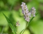 Persicaria pensylvanica image