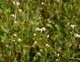 Persicaria sagittata image