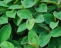 Persicaria virginiana image