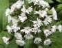 Petasites palmatus image