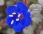 Phacelia campanularia image