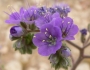 Phacelia crenulata image