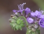 Phacelia distans image