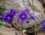 Phacelia parryi image