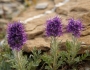 Phacelia sericea image