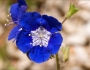 Phacelia viscida image