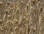 Phalaris aquatica image