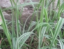 Phalaris arundinacea image