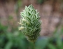 Phalaris canariensis image