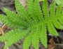 Phegopteris connectilis image