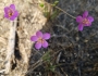 Phemeranthus teretifolius image