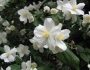 Philadelphus lewisii image