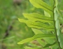 Phlebodium aureum image