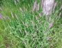 Phleum pratense image