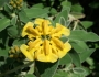 Phlomis fruticosa image