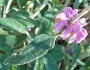 Phlomis purpurea image