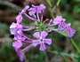 Phlox carolina image