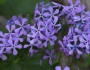 Phlox divaricata image