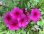 Phlox drummondii image