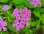 Phlox glaberrima image