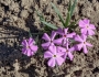 Phlox longifolia image