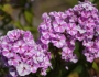 Phlox maculata image