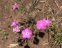 Phlox nana image