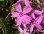 Phlox nivalis image