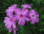 Phlox paniculata image