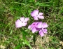 Phlox pilosa image
