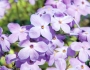 Phlox stolonifera image