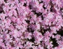 Phlox subulata image