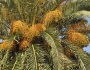 Phoenix canariensis image